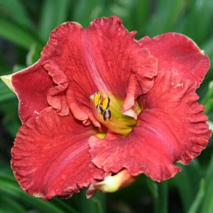 ARUBA RED™ KOKOMO™ DAYLILY