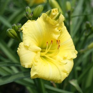 MONTEGO MELON™ KOKOMO™ DAYLILY