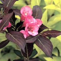 WINE & ROSES® WEIGELA