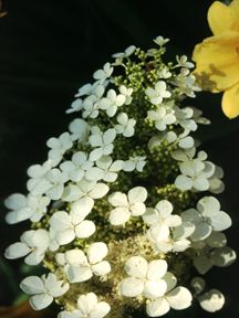 PEE WEE DWARF OAKLEAF HYDRANGEA