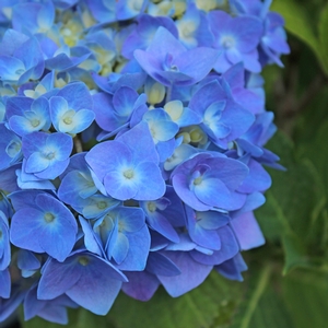 Nantucket Blue™ Hydrangea | Sooner Plant Farm