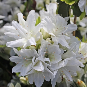 SNOW KURUME AZALEA