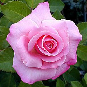 BELINDA'S DREAM HYBRID TEA ROSE