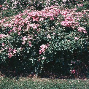 NEARLY WILD SHRUB ROSE