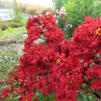 SIREN RED® CRAPEMYRTLE