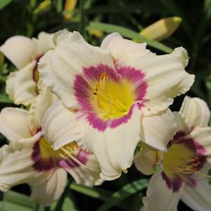 PANDORA'S BOX DAYLILY