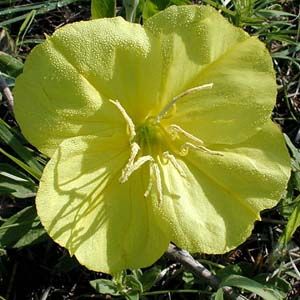 MISSOURI PRIMROSE