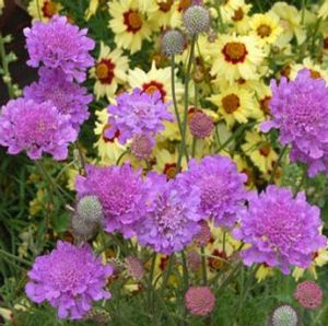 VIVID VIOLET PINCUSHION FLOWER