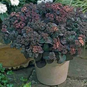 XENOX SEDUM