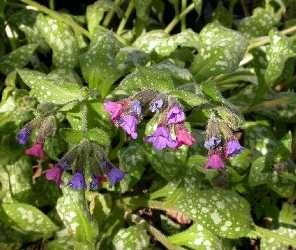 VICTORIAN BROOCH LUNGWORT