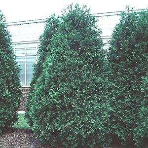 TECHNY ARBORVITAE