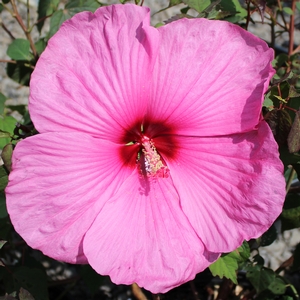 ROYAL GEMS FLEMING™ HARDY HIBISCUS