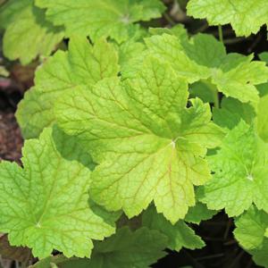 ELECTRIC LIME CORAL BELLS