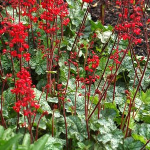 LIPSTICK CORAL BELLS