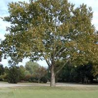 AMERICAN SYCAMORE