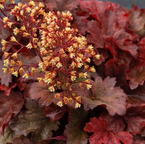 ROOT BEER CORAL BELLS