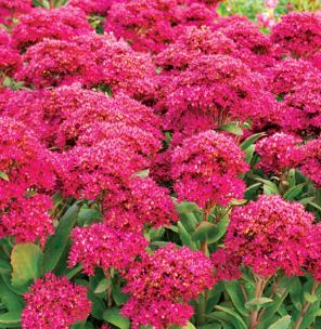 CLASS ACT SEDUM