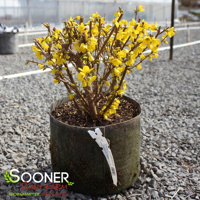 SHOW OFF® FORSYTHIA