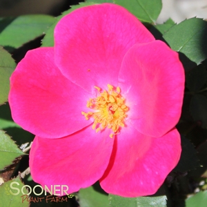 PINK HOME RUN® ROSE