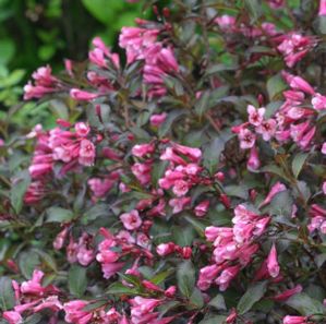 FINE WINE® WEIGELA