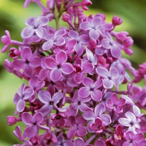 POCAHONTAS LILAC