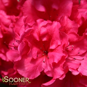 BLOOM-A-THON® RED AZALEA