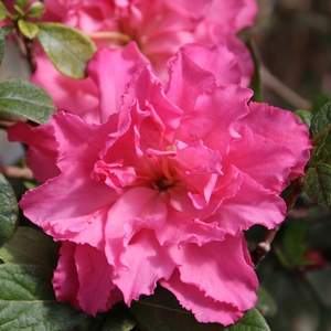 BLOOM-A-THON® PINK DOUBLE AZALEA