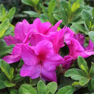 BLOOM-A-THON® LAVENDER AZALEA