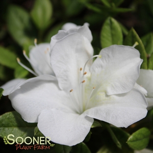 BLOOM-A-THON® WHITE AZALEA