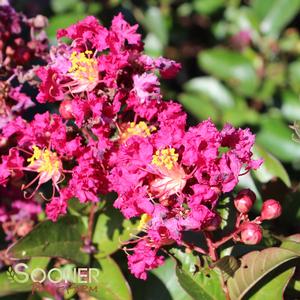 BERRY DAZZLE® CRAPEMYRTLE