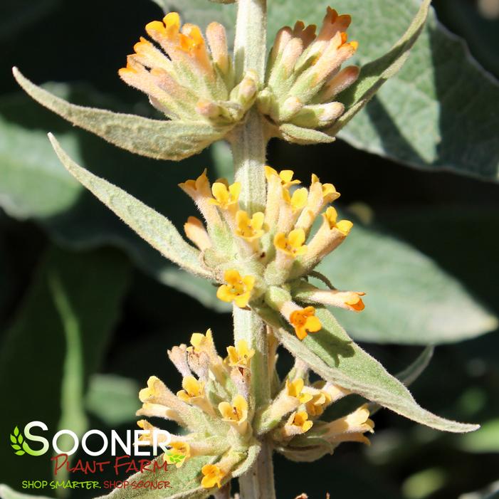 ORANGE SCEPTRE BUTTERFLY BUSH