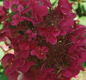 FIRE AND ICE HYDRANGEA