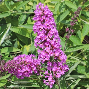 FLUTTERBY PETITE® TUTTI FRUITTI PINK BUTTERFLY BUSH