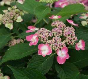 EDGY® ORBITS HYDRANGEA