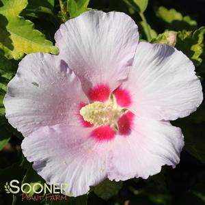 CANDIDE™ HIBISCUS