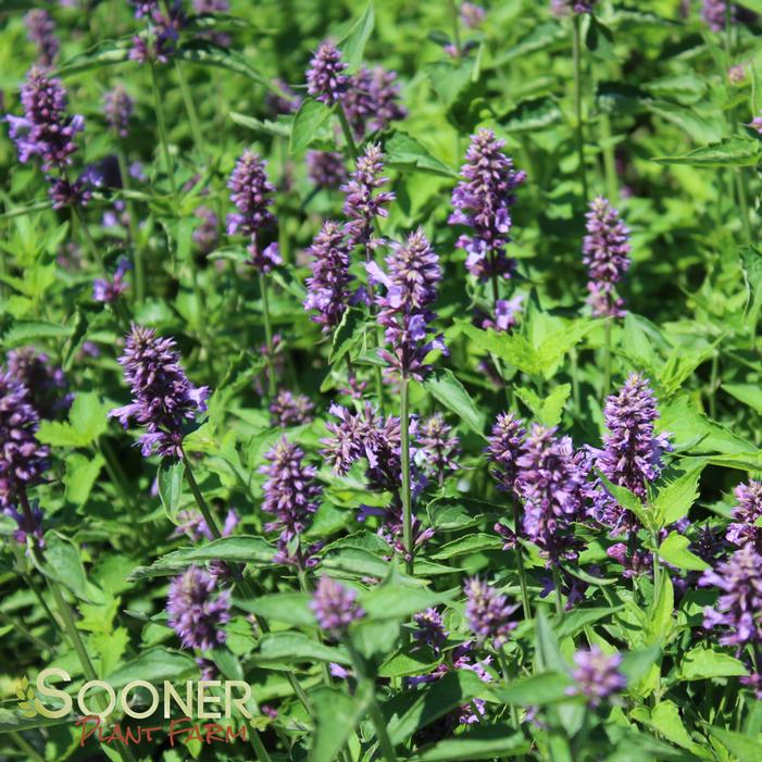 BLUE BOA HYSSOP