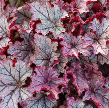 SPELLBOUND CORAL BELLS