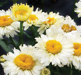 BRIDAL BOUQUET SHASTA DAISY