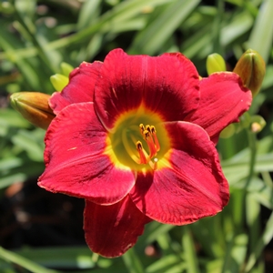 RUBY SENTINEL DAYLILY