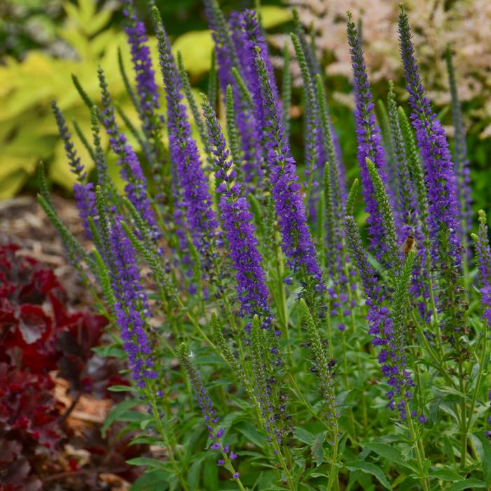 HOCUS POCUS SPEEDWELL