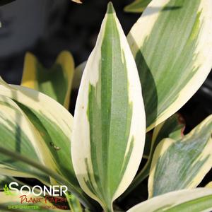 SHADOWLAND® AUTUMN FROST HOSTA