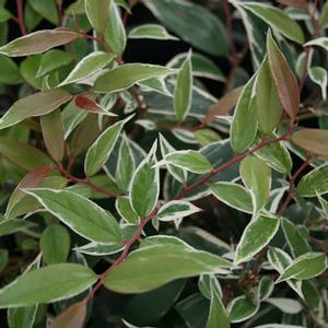 WHITEWATER® LEUCOTHOE