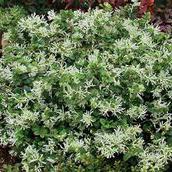 SNOW MUFFIN® LOROPETALUM