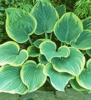 SAGAE HOSTA