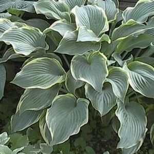 REGAL SPLENDOR HOSTA