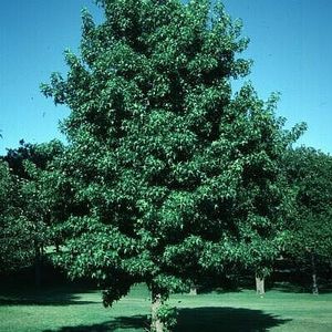 SWEETGUM