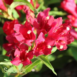 SONIC BLOOM® RED WEIGELA