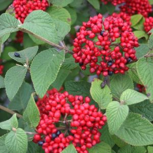 RED BALLOON® VIBURNUM