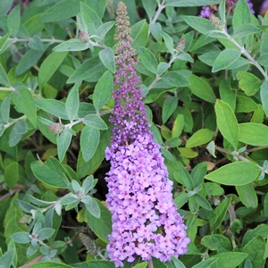 LO & BEHOLD® LILAC CHIP BUTTERFLY BUSH