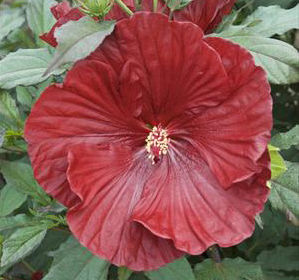 SUMMERIFIC® CRANBERRY CRUSH HARDY HIBISCUS